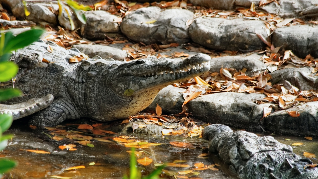 02 - Everglade NP (82) Croco d'amérique.jpg